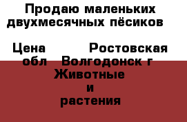 Продаю маленьких двухмесячных пёсиков. › Цена ­ 300 - Ростовская обл., Волгодонск г. Животные и растения » Собаки   . Ростовская обл.,Волгодонск г.
